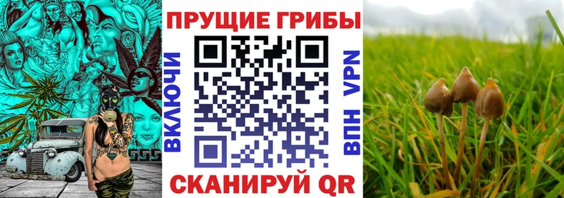 Псилоцибиновые грибы Cubensis  Купить  Саров 